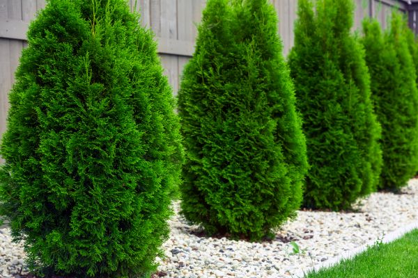 Arborvitae Planting in Nashua