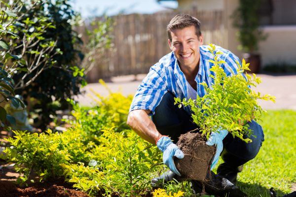Bush Planting Service in Nashua