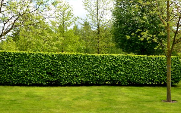 Hedge Planting in Nashua