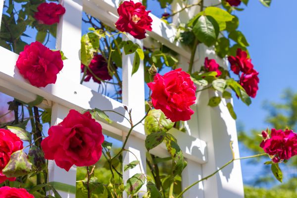 Home Gardening Service in Nashua