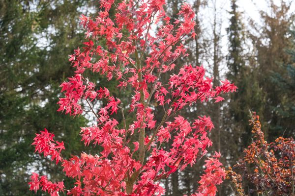 Japanese Maple Planting in Nashua