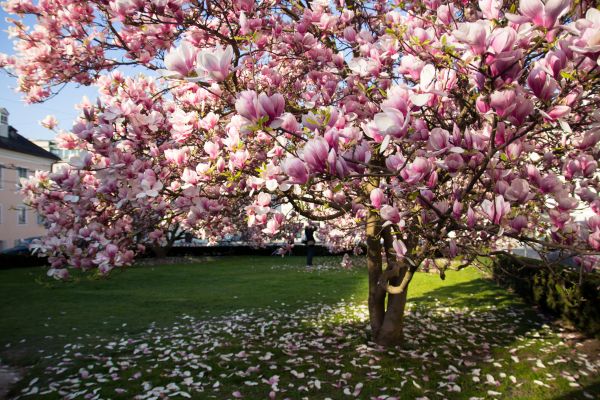 Magnolia Tree Planting in Nashua