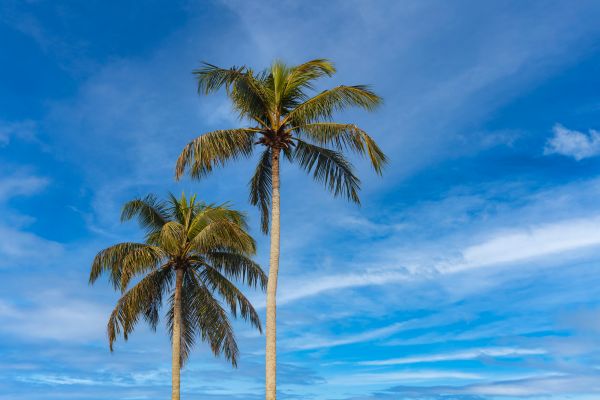 Palm Tree Planting in Nashua