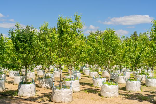 Tree Planting Service in Nashua