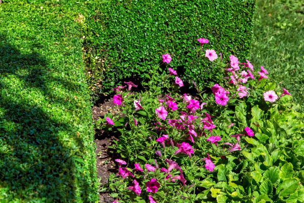 Softscaping Service in Nashua
