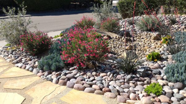 Xeriscape Landscaping in Nashua