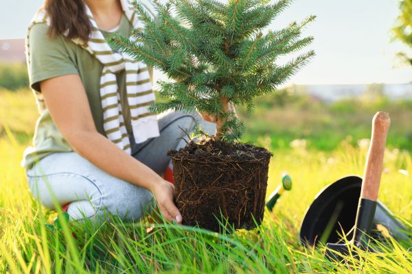 Spruce Tree Planting in Nashua