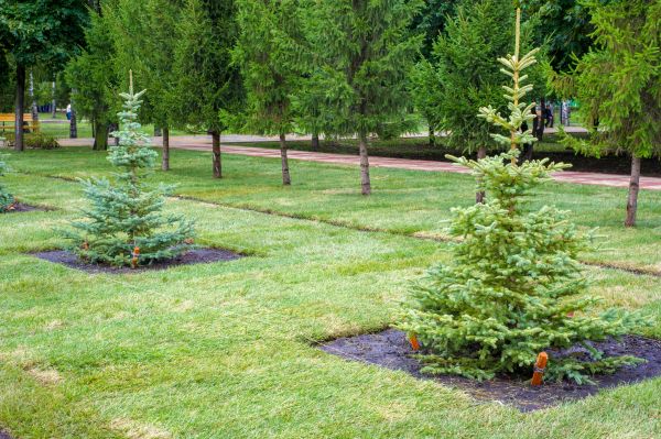 Privacy Trees Planting in Nashua