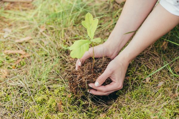 Oak Tree Planting in Nashua