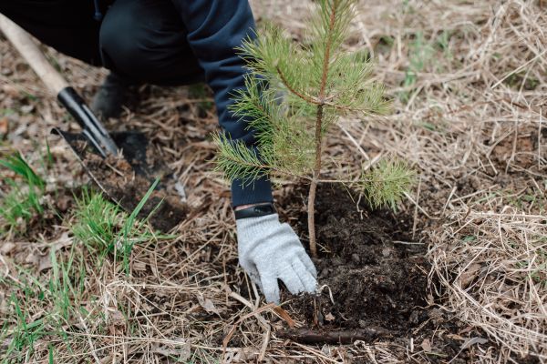 Pine Tree Planting in Nashua
