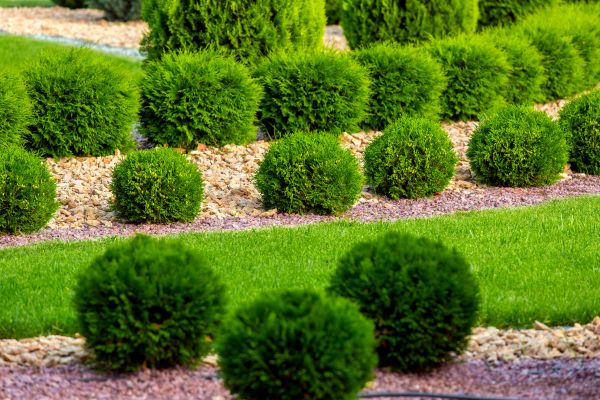 Bush Replacement in Nashua