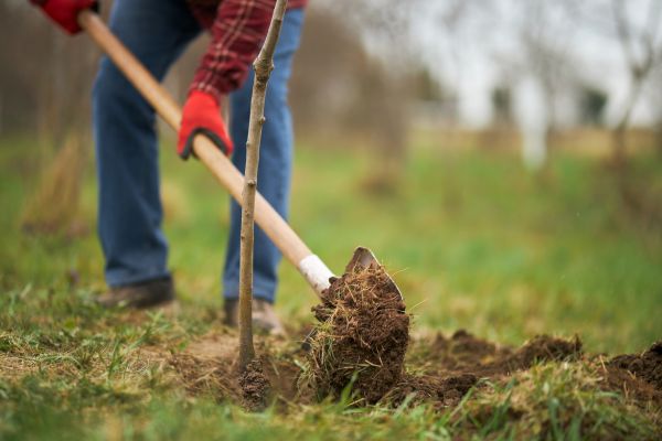Trees Planting in Nashua
