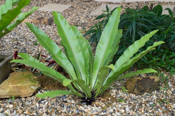 Pea Gravel Installation in Nashua