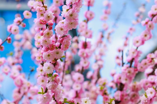 Japanese Cherry Tree Planting in Nashua