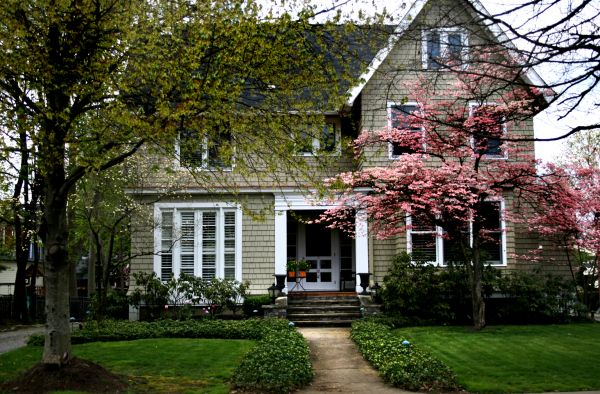 Ornamental Tree Planting in Nashua