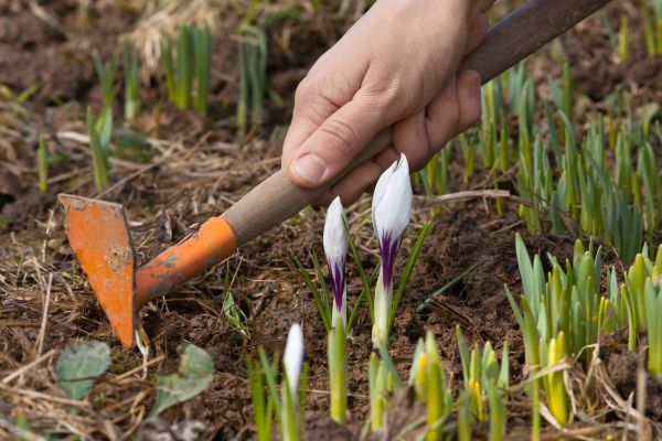 Flower Garden Weeding in Nashua