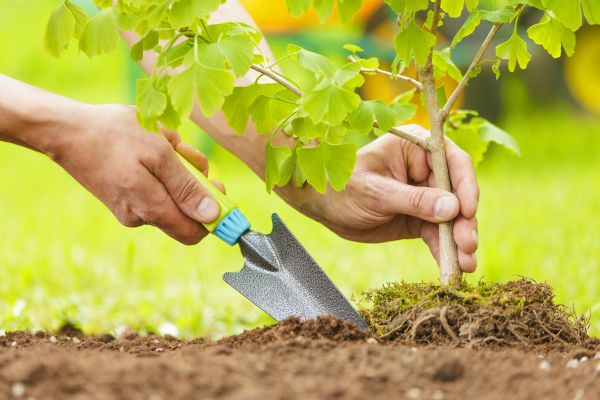 Fruit Tree Planting in Nashua