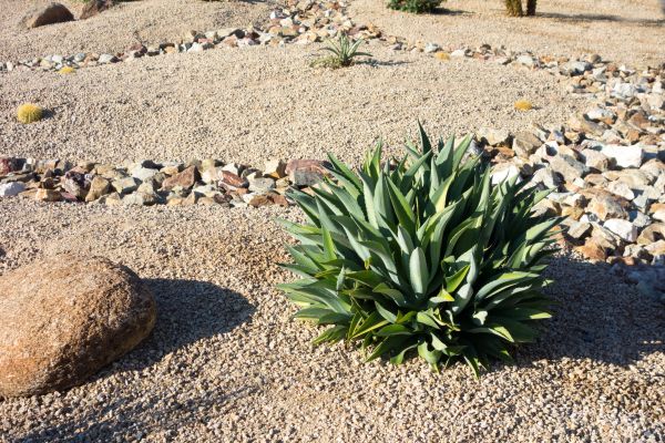 Xeriscaping Service in Nashua