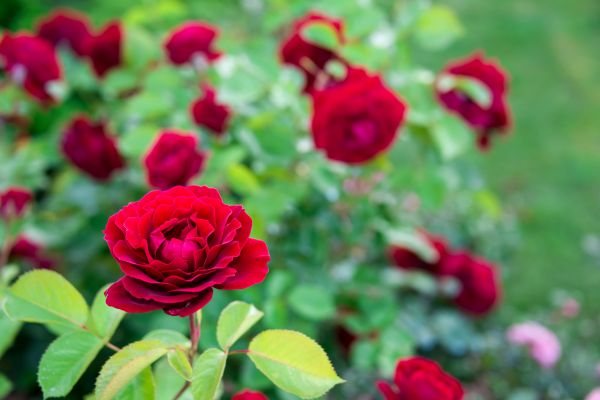 Rose Planting in Nashua