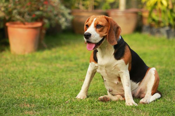Dog Friendly Landscaping in Nashua