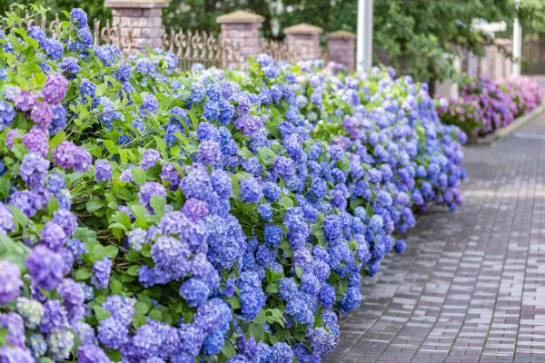 Hydrangea Landscaping in Nashua