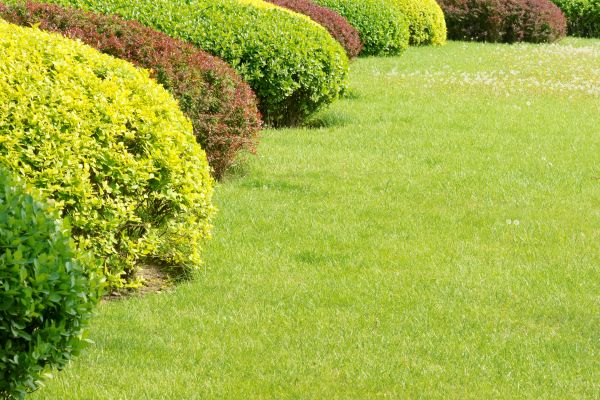 Shrubbery Planting in Nashua