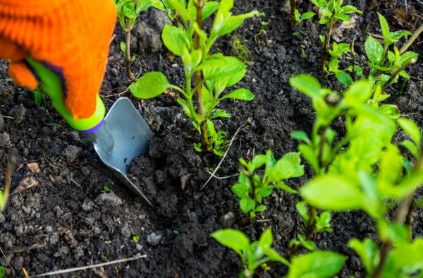 Hydrangea Planting in Nashua