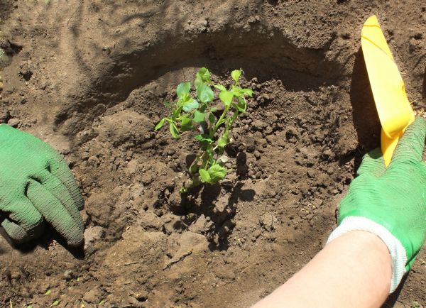 Rose Bush Planting in Nashua