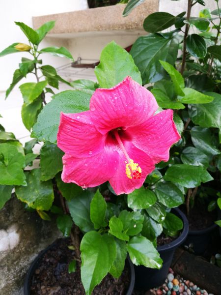 Hibiscus Planting in Nashua