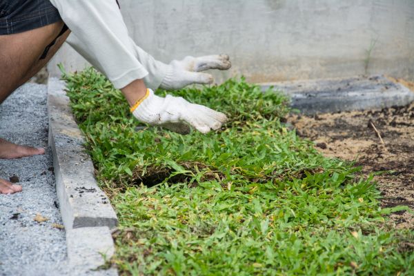 Ground Cover Planting in Nashua