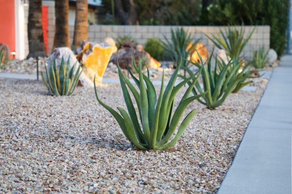 Drought Resistant Landscaping in Nashua