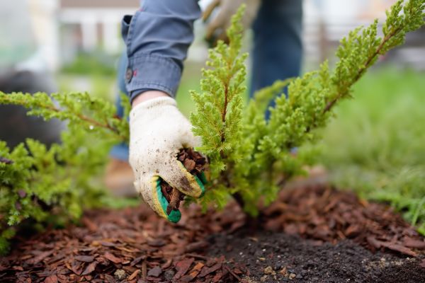 Church Mulching in Nashua
