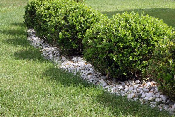 Boxwood Planting in Nashua