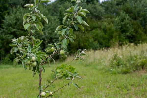Apple Tree Planting in Nashua