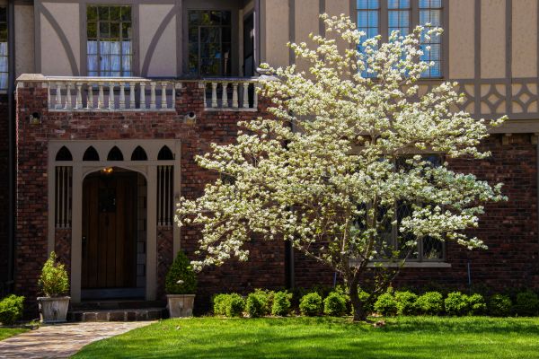 Dogwood Tree Planting in Nashua